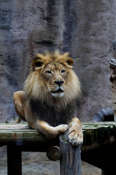 istock Male Lion Sitting On Platform Sacramento Zoo Vertical 1460116668