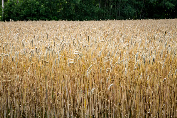Large field of Rye, ready for harvest, forest in background