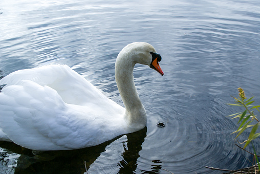 white swan on the dark water