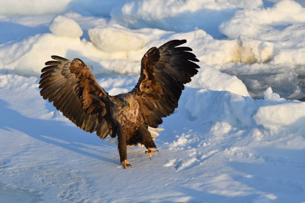 istock Bird watching with floating ices in winter 1460121563