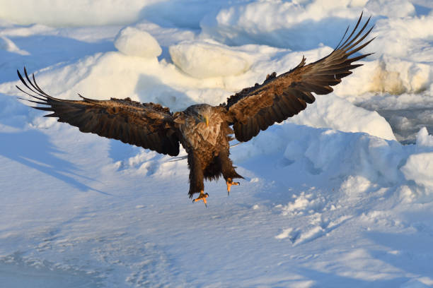 istock Bird watching with floating ices in winter 1460121570