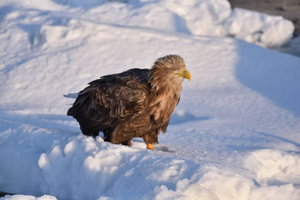 istock Bird watching with floating ices in winter 1460122216