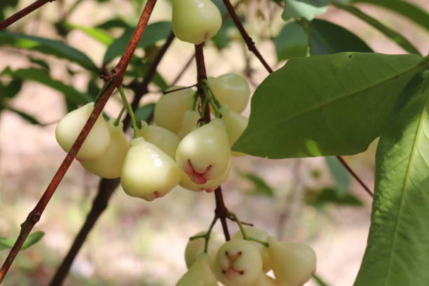 jambu de cire de couleur blanche et rose à un arbre dans un parc - water apple photos et images de collection