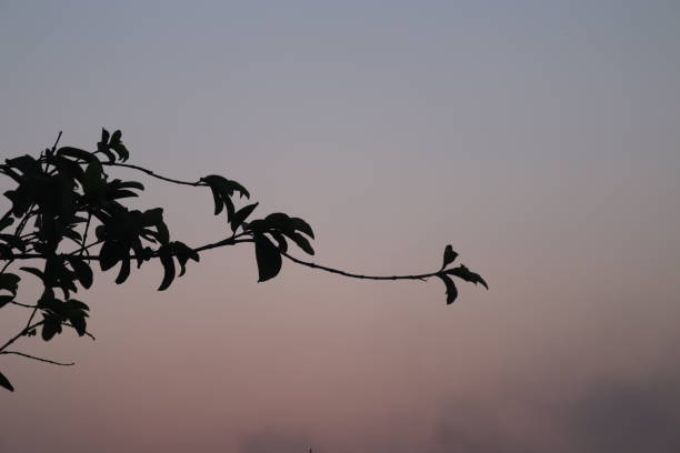 magnifique scène du ciel et de cet arbre - tranquil scene tree sunset snow photos et images de collection