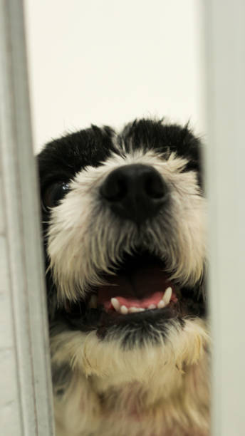 istock close up of shihtzu dog face 1460126055