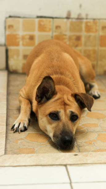 istock brown dog lying down, ready to sleep, tired 1460126062