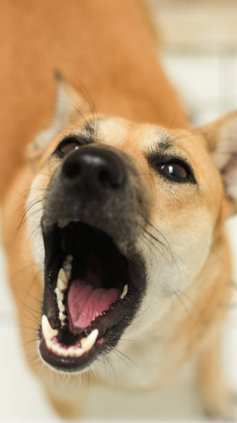 istock close up of dog face 1460126080