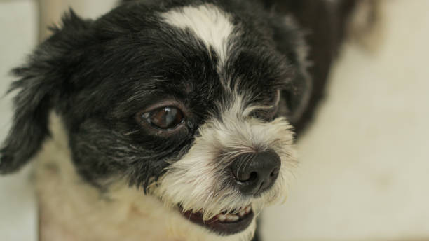 istock close up of shihtzu dog face 1460126165