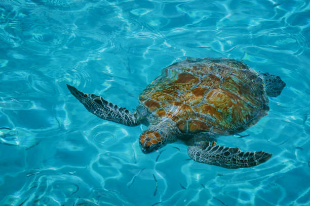 istock Sea turtle in the Curacao island with clear water from above 1460126679
