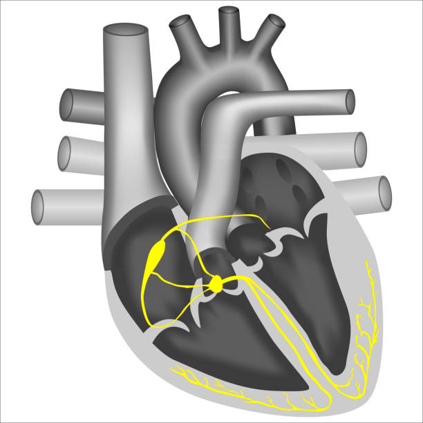 ilustraciones, imágenes clip art, dibujos animados e iconos de stock de vía de conducción eléctrica en el corazón - sistema de conducción cardíaco