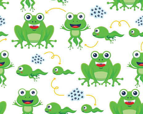 Seamless pattern vector of funny frog life cycle cartoon