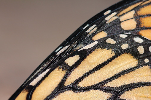 Closed up Butterfly wing.