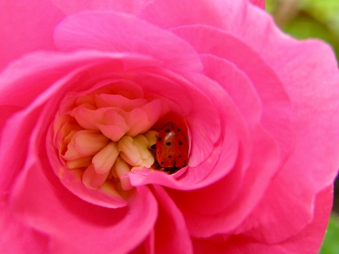 Pink begonia is a resting stop for a ladybug