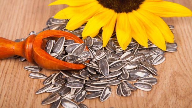 istock Sunflower seeds - Helianthus annuus 1460132566