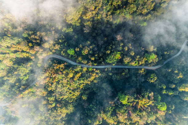 istock Forest and fog in the morning, high angle view 1460133021