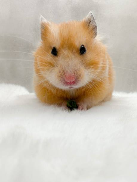 istock Cute Syrian hamster on a white fur blanket looking curious 1460133070