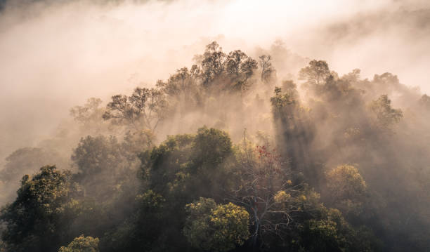 istock Forest and fog in the morning, high angle view 1460133159