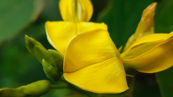 Close up macro of a yellow flower. The genus Cajanus is a member of the plant family Fabaceae. Slective focus. High quality photo