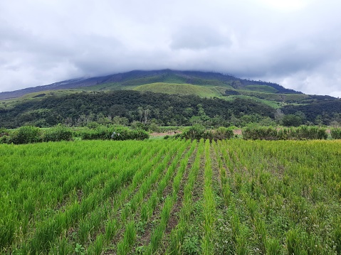 Lau Kawar Village, Tanah Karo - The view from the foot of Mount Sinabung when the weather is cloudy and fog covers the peak.