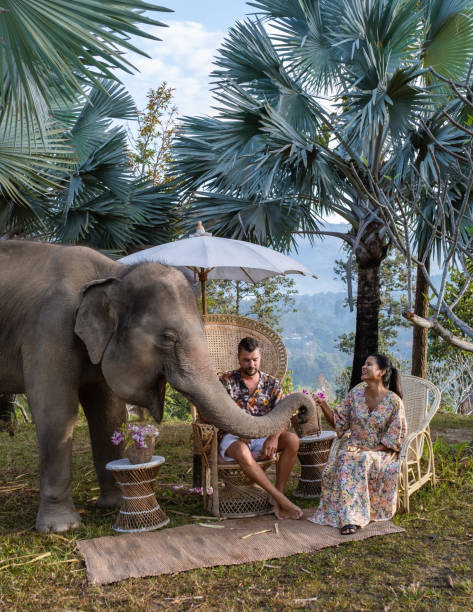 Couple visiting a Elephant sanctuary in Chiang Mai Thailand, Elephant farm in the mountains jungle A couple visiting an Elephant sanctuary in Chiang Mai Thailand during vacation, an Elephant farm in the mountains jungle of Chiang Mai Thailand. elephant handler stock pictures, royalty-free photos & images