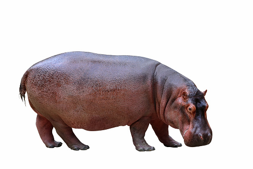 Hippopotamus isolated on white background.