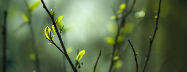 istock fresh green tea leaves in nature 1460140067