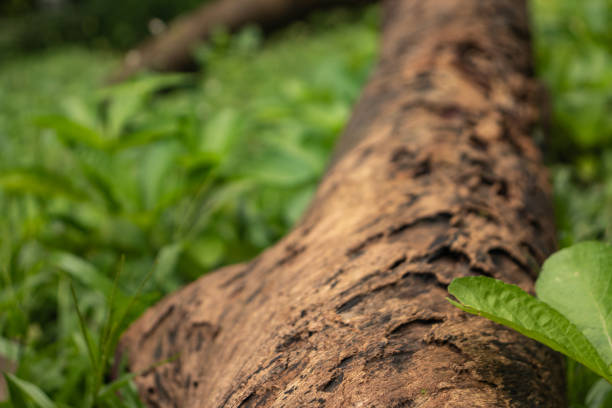 Macro photo of a weathered log with a leaf beside it and clear bark