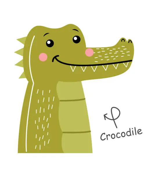 Vector illustration of Crocodile . Cartoon character . Vector .