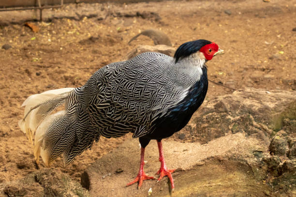 istock close up photo of Silver pheasant standing on a rock 1460142657