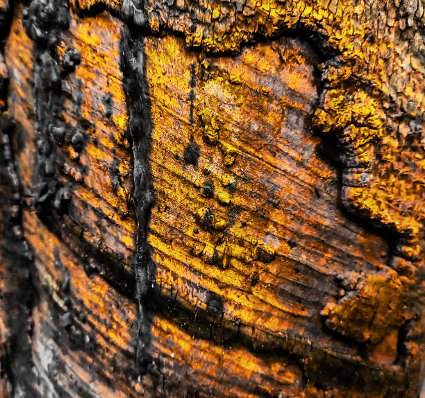 Close-up view of tree bark of the mature Cherry birch