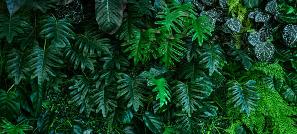 istock Group of dark green tropical leaves background. 1460144837