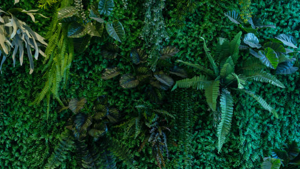 istock Group of dark green tropical leaves background. 1460145687