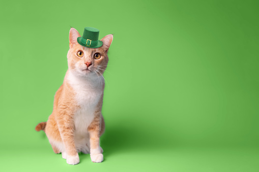 istock Ginger cat wearing a green leprechaun hat for St. Patricks Day 1460148576