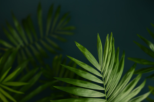 Green Palm tree leaves on a black background. Tropical leaf on a black backdrop