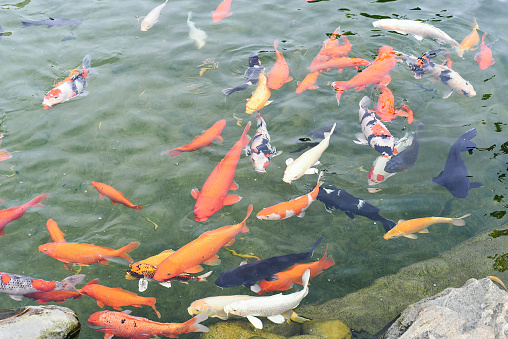 Many coi fish carp swimming in pond of Vietnam