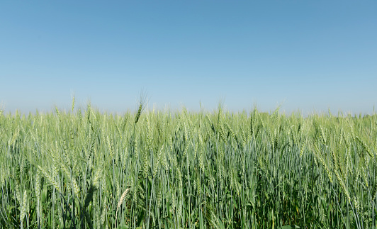 fresh green barley or jau for organic farming and beverage and food industry,barley field.