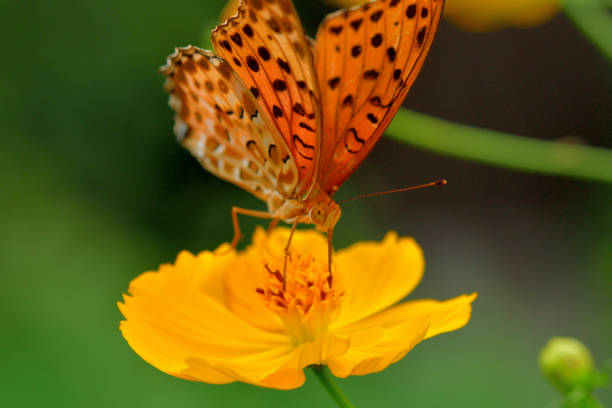 Butterfly on yellow flower. Queen of Spain fritillary, Issoria lathonia