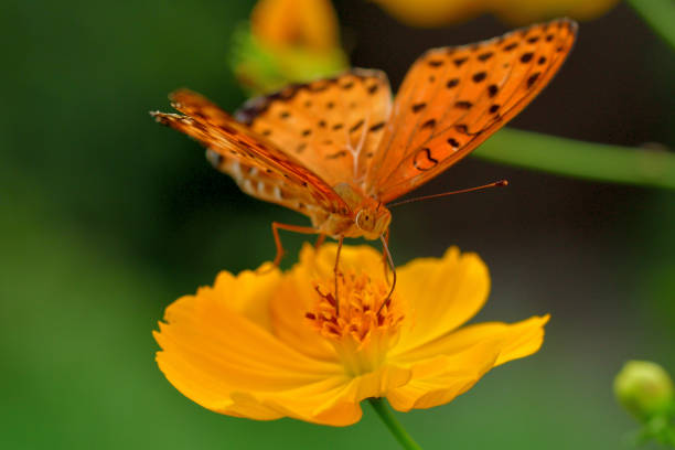 The photo shows orange/yellow cosmos flowers and a butterfly called Argyreus hyperbius / Indian fritillary.Native to Mexico, cosmos sulphureus which is commonly called yellow cosmos is now grown all over including North America, Asia and Europe. This annual plant produces daisy-like flowers with flower colors ranging from yellow to orange to scarlet red. Orange cosmos normally blooms in summer and early autumn in Japan with butterflies circling around the flowers.