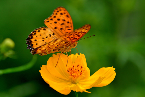 The photo shows orange/yellow cosmos flowers and a butterfly called Argyreus hyperbius / Indian fritillary.
Native to Mexico, cosmos sulphureus which is commonly called yellow cosmos is now grown all over including North America, Asia and Europe. This annual plant produces daisy-like flowers with flower colors ranging from yellow to orange to scarlet red. Orange cosmos normally blooms in summer and early autumn in Japan with butterflies circling around the flowers.