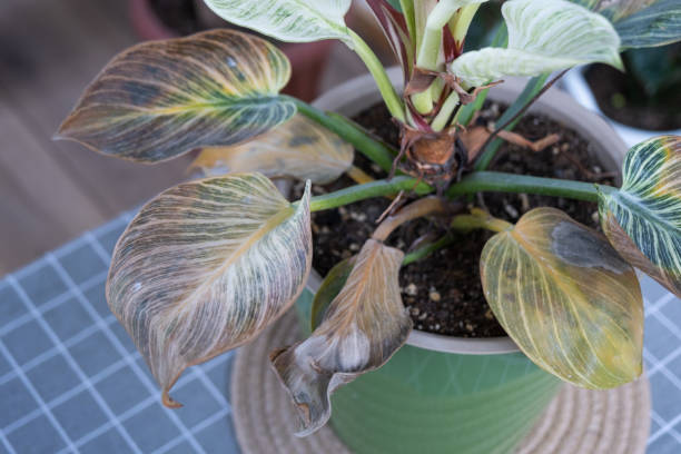 istock Problems in cultivation of domestic plants Philodendron Birkin - leaves affected by spider mite, yellow and dry tips, overflow of plant, rotting of roots. Plant treatment and pest and fungus control 1460158738
