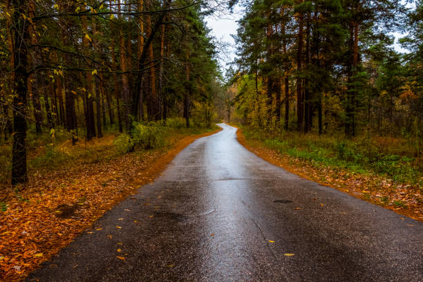 istock Road in the autumn forest 1460159373