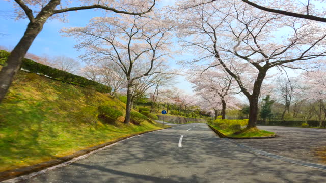 Driving through rows of cherry trees in full bloom.