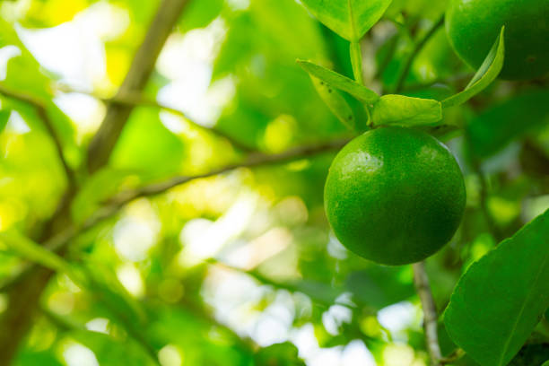 lemon on tree,Green lemon on the tree blurred green background, an excellent source of vitamin C. blurred green lime on the tree.