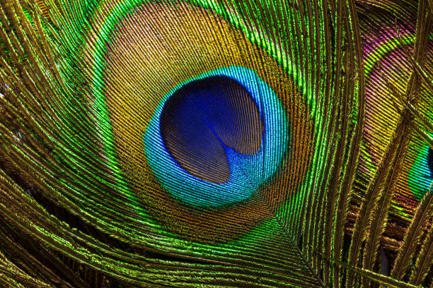 istock macro peacock feathers,Colorful and artistic peacock feathers, here is a macro image of an illuminated arrangement of peacock feathers. 1460160883