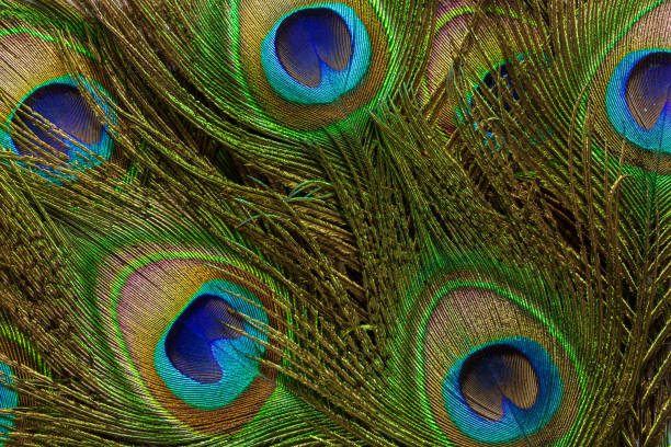 istock macro peacock feathers,Colorful and artistic peacock feathers, here is a macro image of an illuminated arrangement of peacock feathers. 1460160908