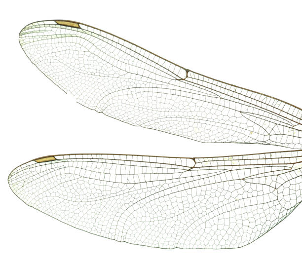 istock Macro dragonfly wings on white background,Dragonfly wings on white background,Dragonfly,Animal Wing,Insect,Cut Out,White Background, 1460160957