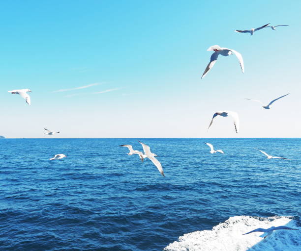istock Seagulls flying over the sea 1460161917