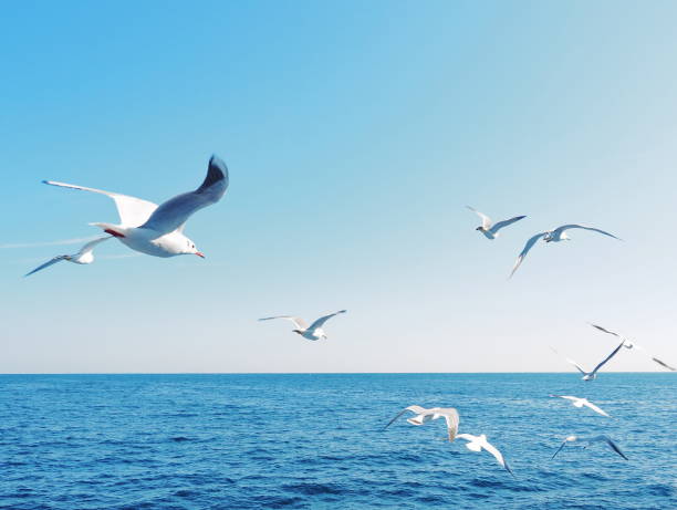 Seagulls flying over the sea