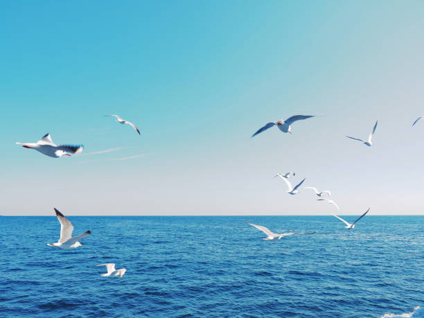 istock Seagulls flying over the sea 1460161922