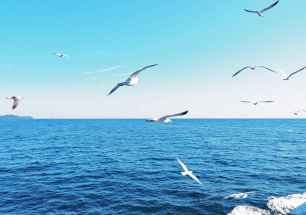 istock Seagulls flying over the sea 1460161932